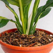 Spathiphyllum sensation variegated