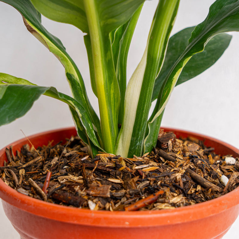 Spathiphyllum sensation variegated