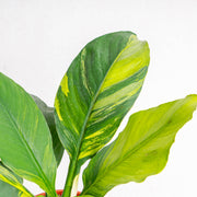 Spathiphyllum sensation variegated