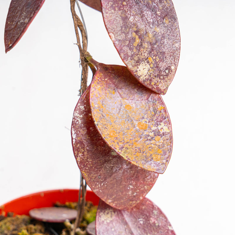 Hoya benchaii red
