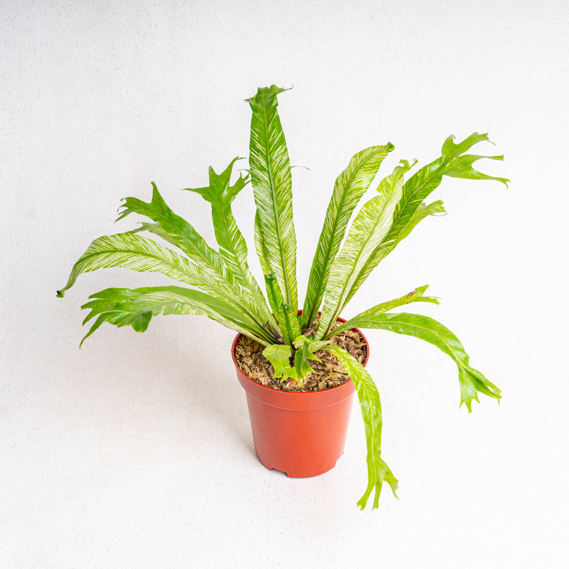 Bird Nest Fern Variegated