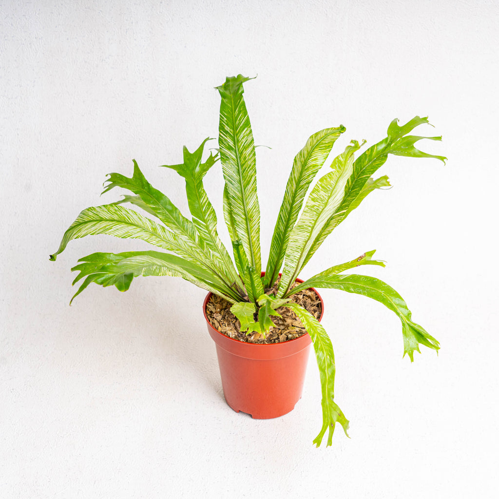 bird's nest fern variegated Asplenium Nidus 'Bird Nest Fern Variegated' — Aroidasia