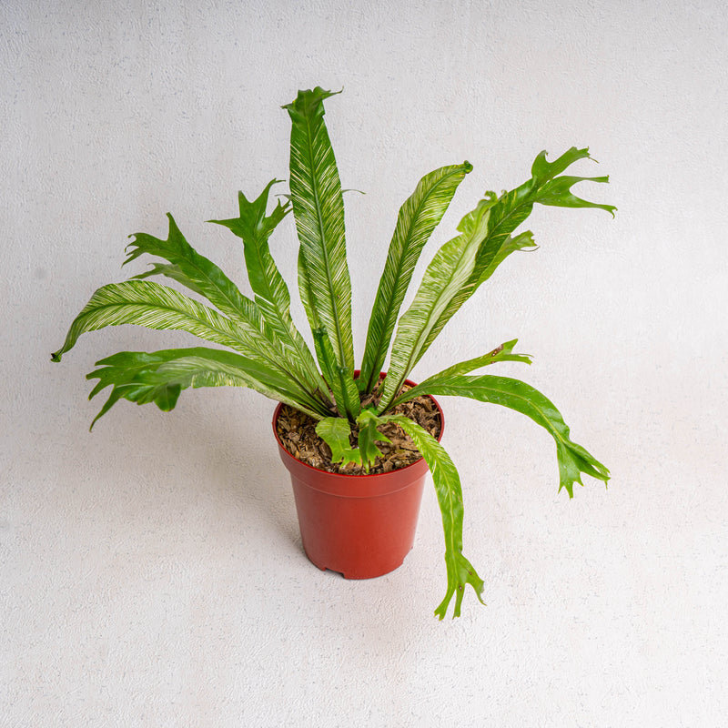 Bird Nest Fern Variegated
