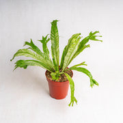 Bird Nest Fern Variegated