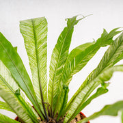 Bird Nest Fern Variegated