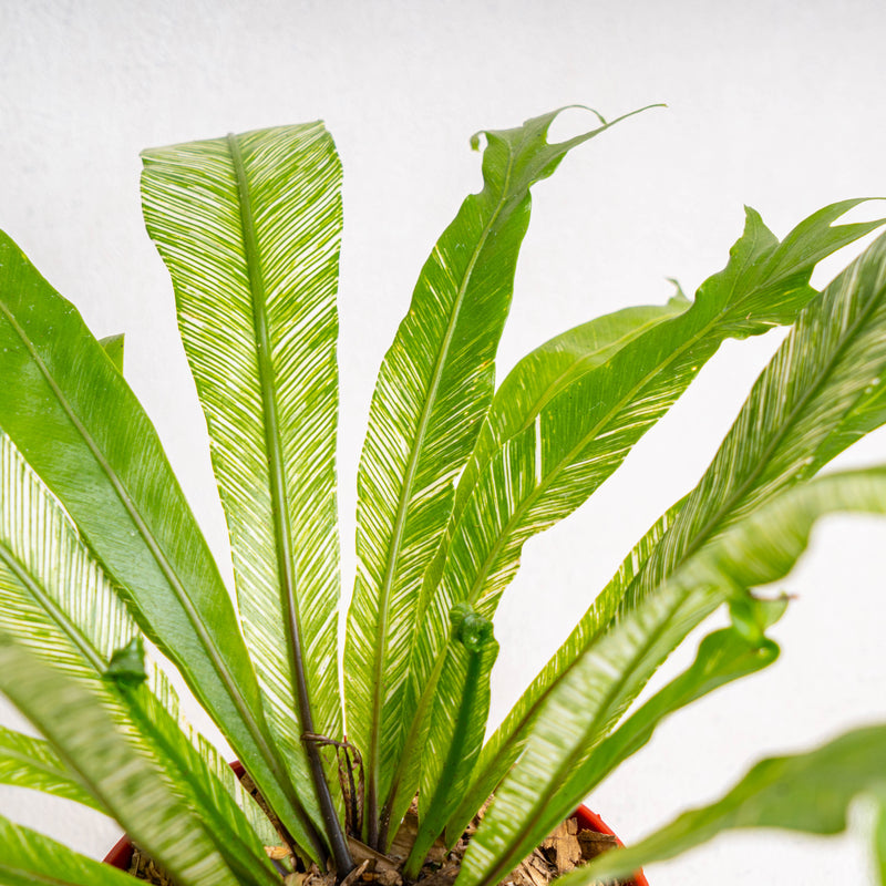 Bird Nest Fern Variegated