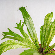 Bird Nest Fern Variegated