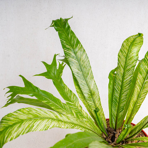 variegated birds nest fern for sale Asplenium Nidus 'Bird Nest Fern Variegated' — Aroidasia