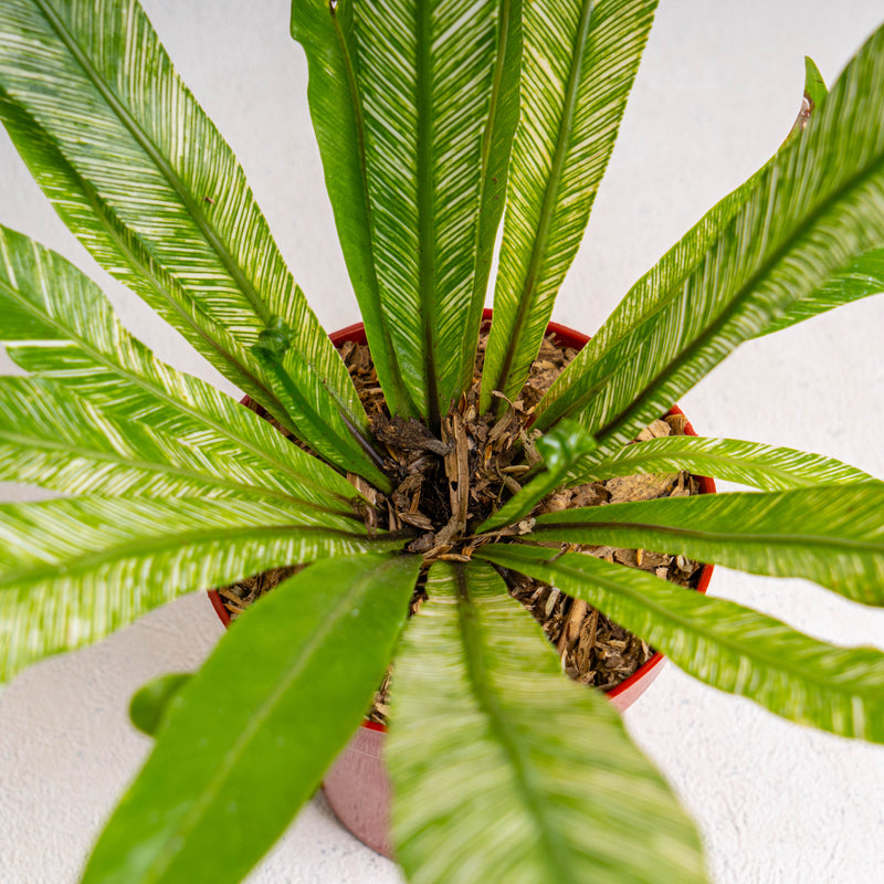 Bird Nest Fern Variegated