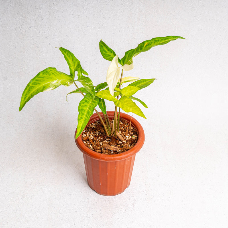 Syngonium augustatum variegated