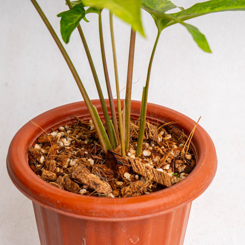 Syngonium augustatum variegated