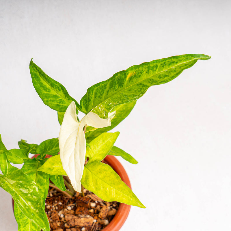 Syngonium augustatum variegated
