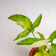 Syngonium augustatum variegated