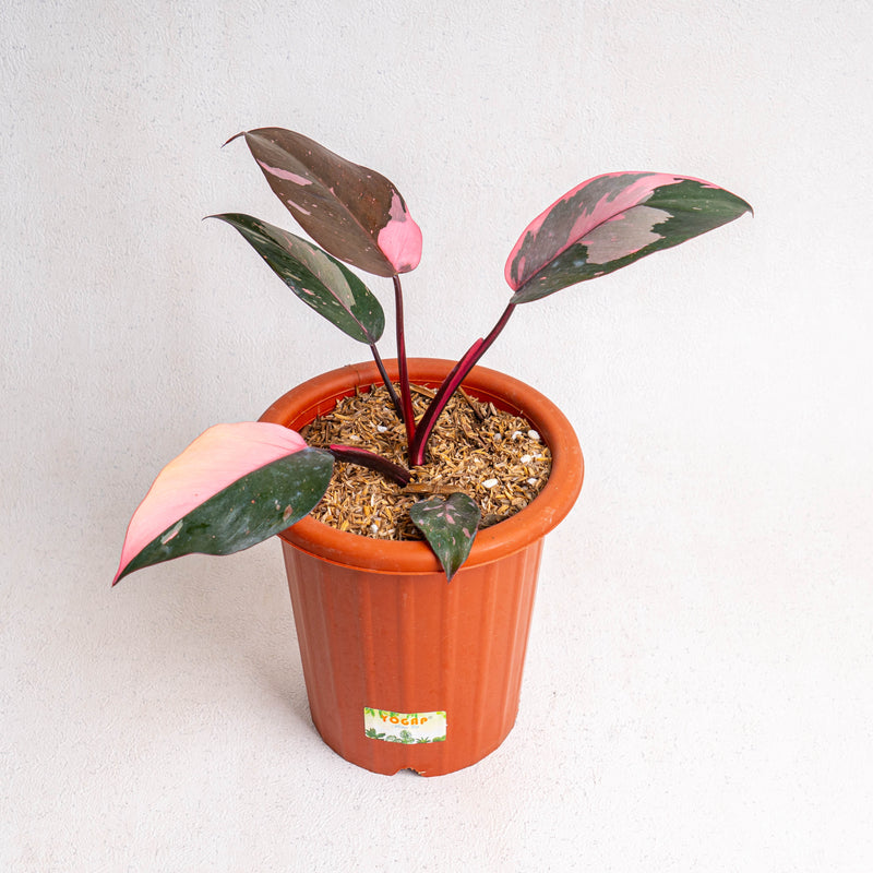 Philodendron pink princess black cherry