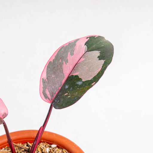 black cherry philodendron Philodendron Pink Princess Black Cherry — Aroidasia