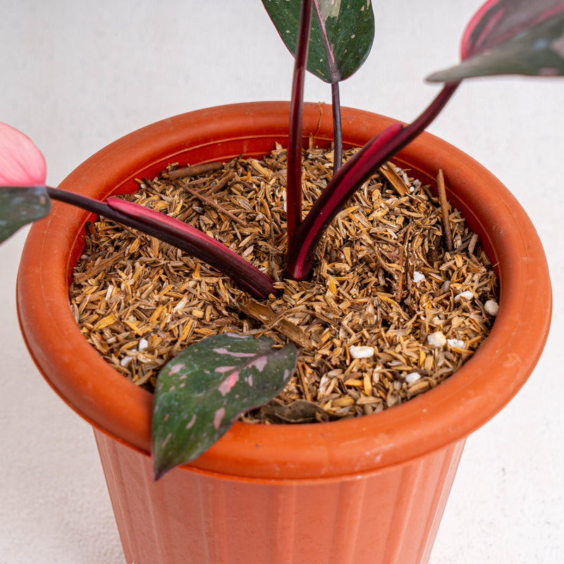 cherry philodendron Philodendron Pink Princess Black Cherry — Aroidasia