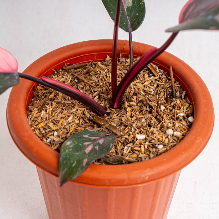 Philodendron pink princess black cherry