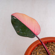 Philodendron pink princess black cherry