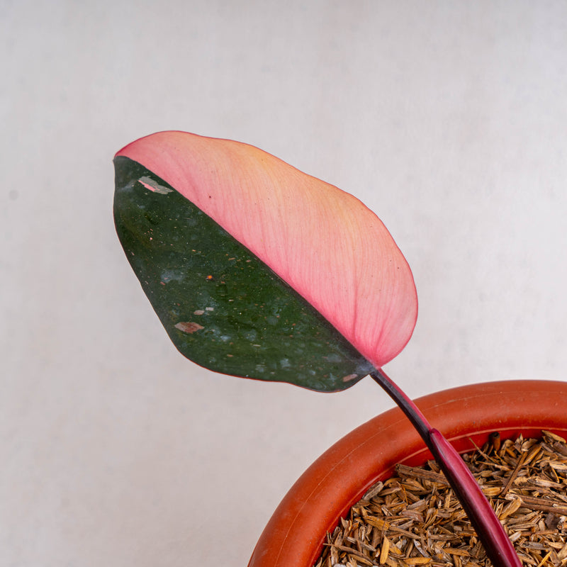 Philodendron pink princess black cherry