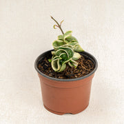 Hoya compacta variegated