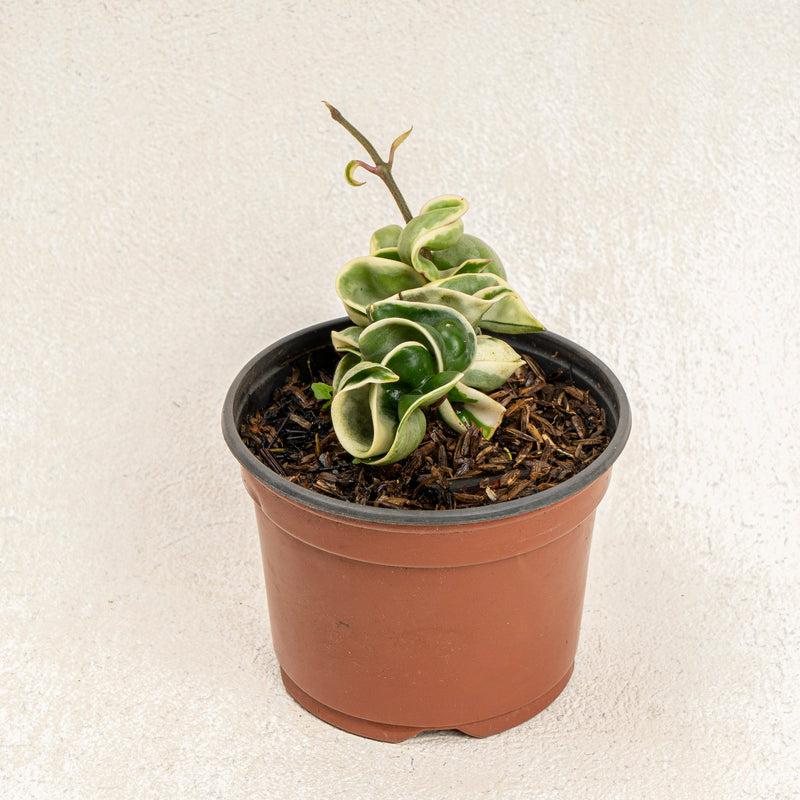 Hoya compacta variegated