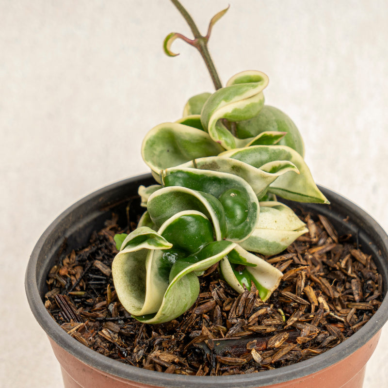 Hoya compacta variegated