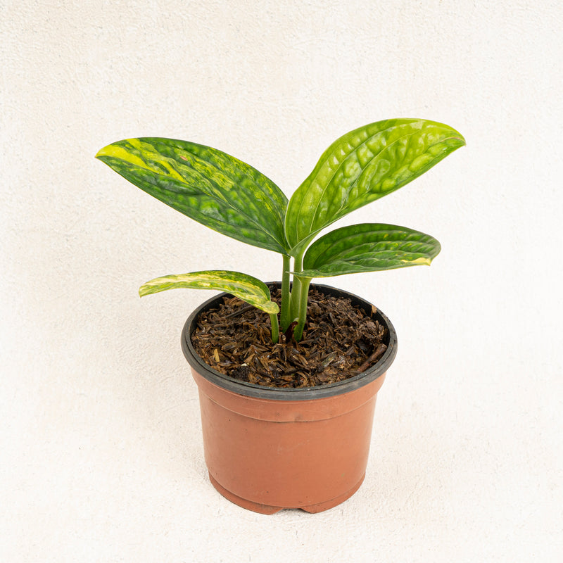 Monstera karstenianum variegated