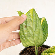 Monstera karstenianum variegated