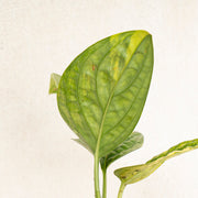 Monstera karstenianum variegated