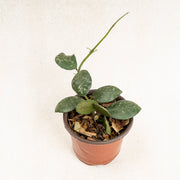 Hoya Waymaniae