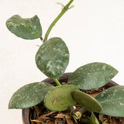 Hoya Waymaniae