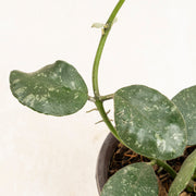Hoya Waymaniae