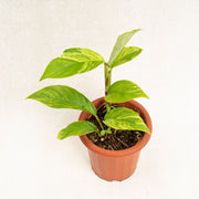 Raphidophora Foraminifera Variegated