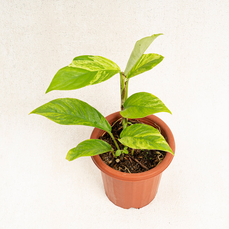 Raphidophora Foraminifera Variegated