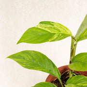 Raphidophora Foraminifera Variegated