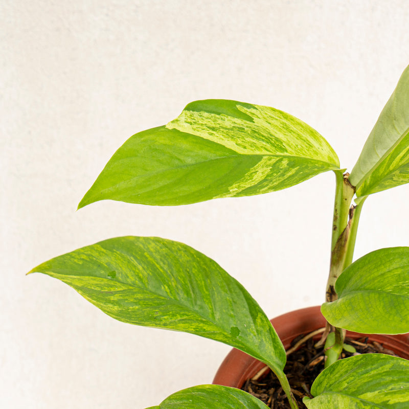 Raphidophora Foraminifera Variegated