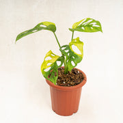 Monstera Adansonii Aurea Variegated