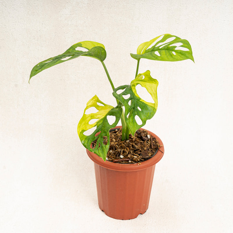 Monstera Adansonii Aurea Variegated