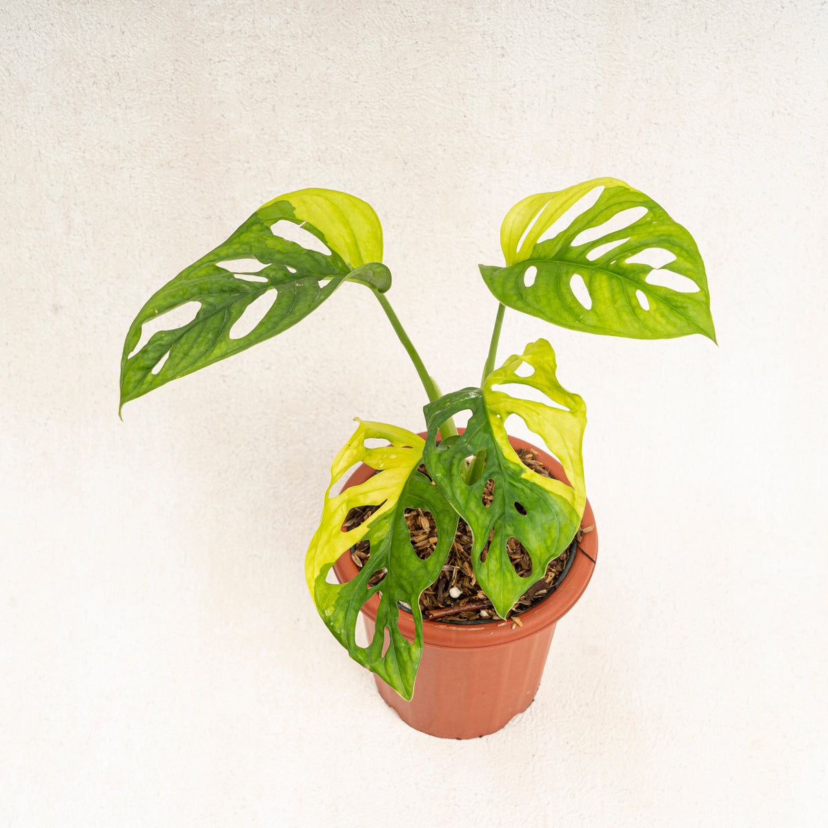 yellow leaves monstera adansonii Monstera Adansonii Aurea Variegated — Aroidasia