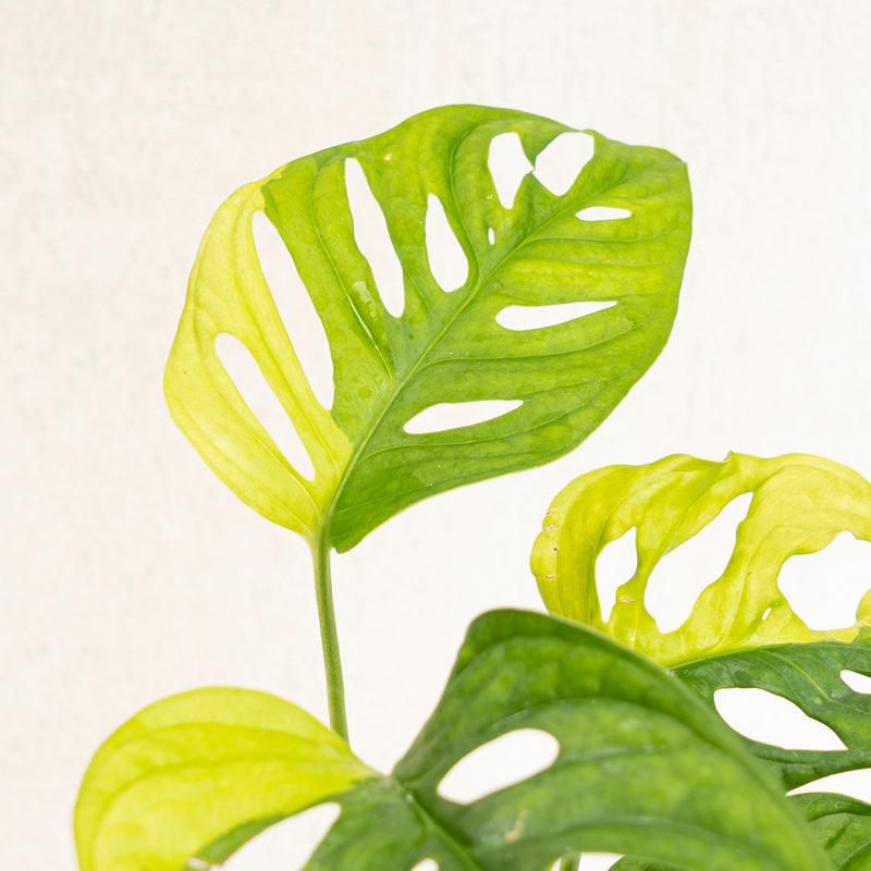 Monstera Adansonii Aurea Variegated
