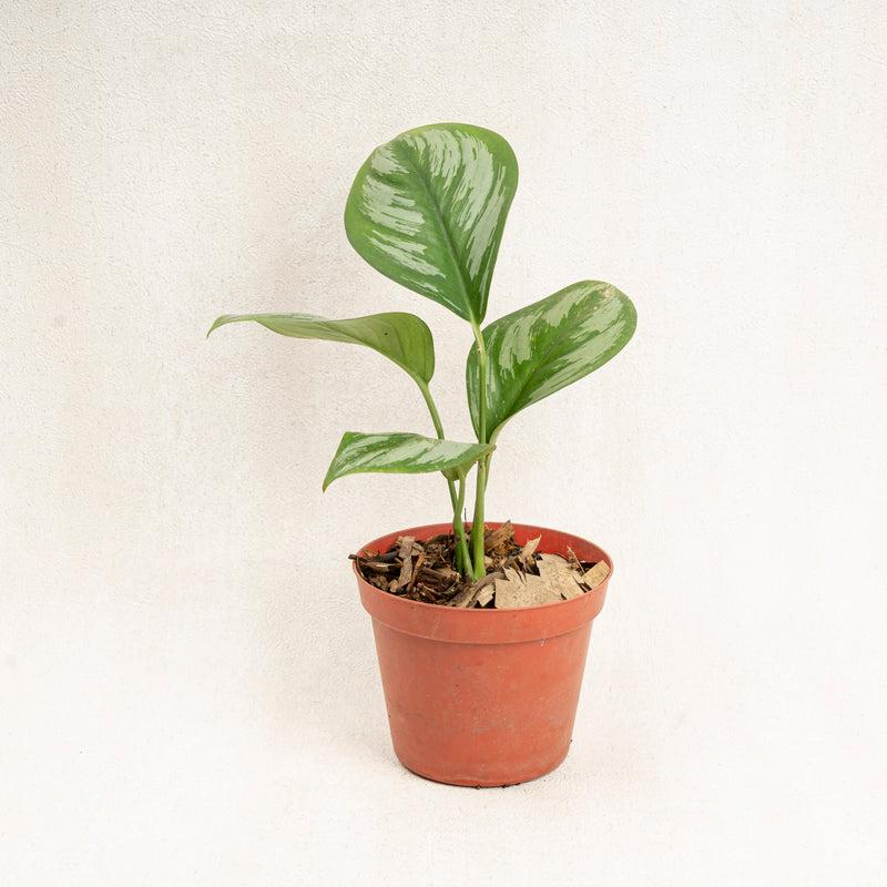 Scindapsus Officinalis