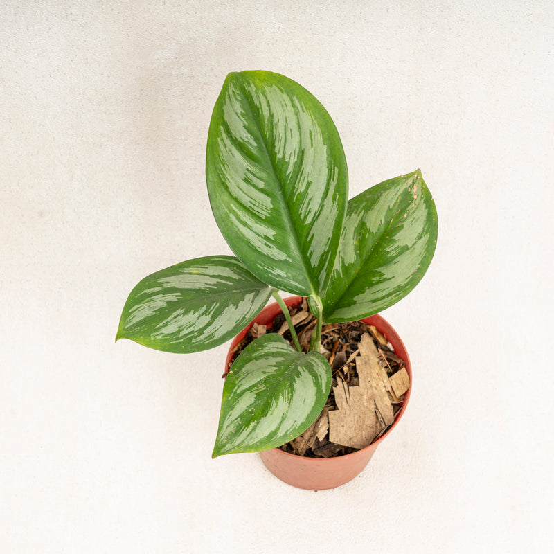 Scindapsus Officinalis