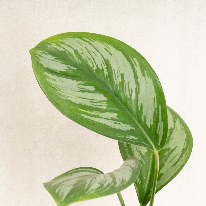 Scindapsus Officinalis