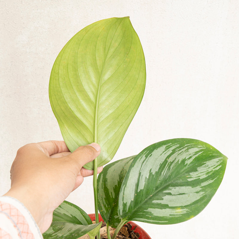 Scindapsus Officinalis