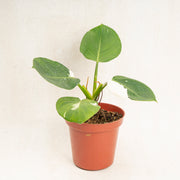 Philodenron White Wizard