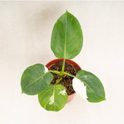 Philodenron White Wizard