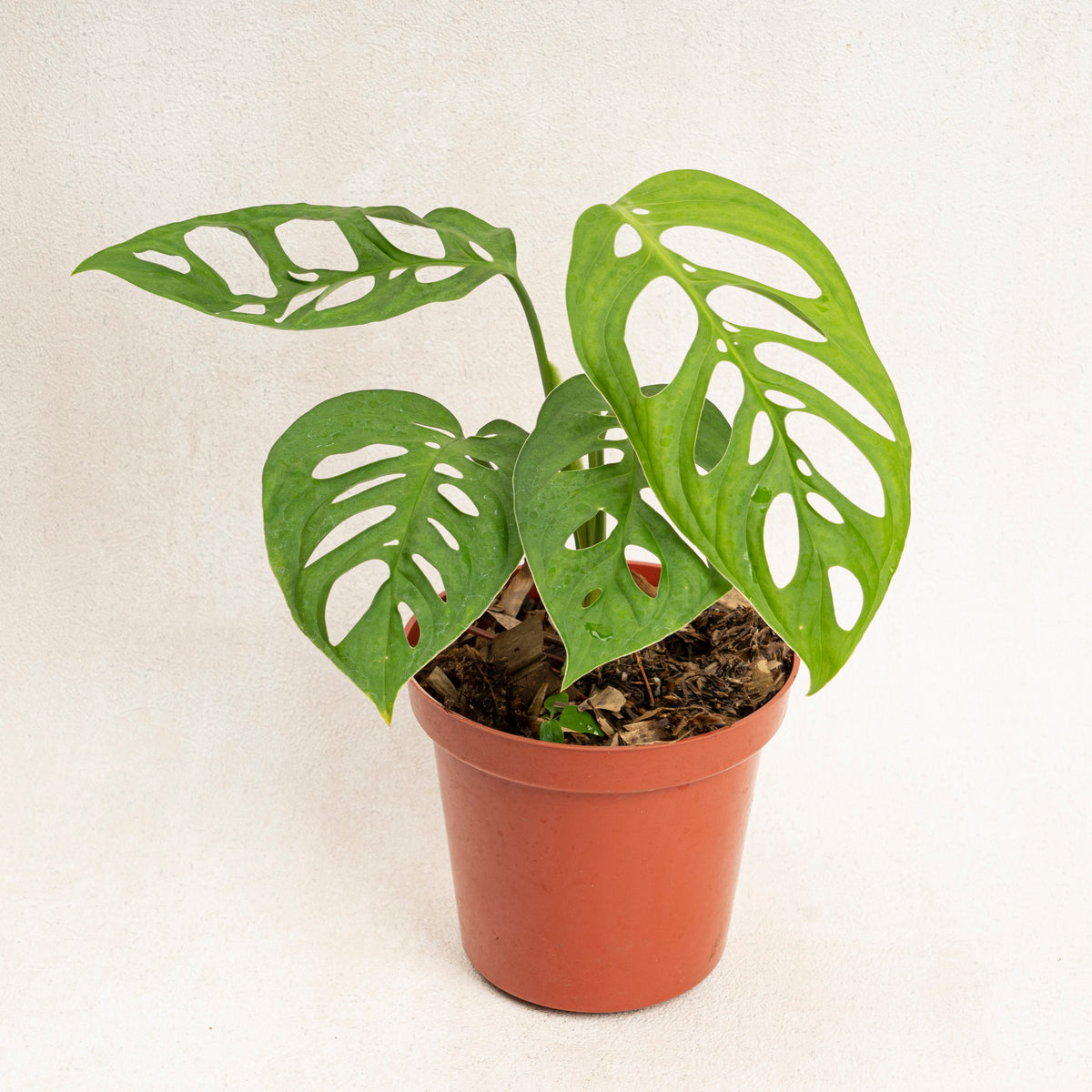 monstera esqueleto price Monstera Esqueleto