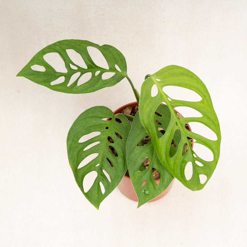 Monstera Esqueleto