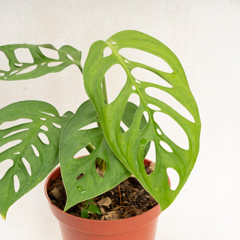 Monstera Esqueleto