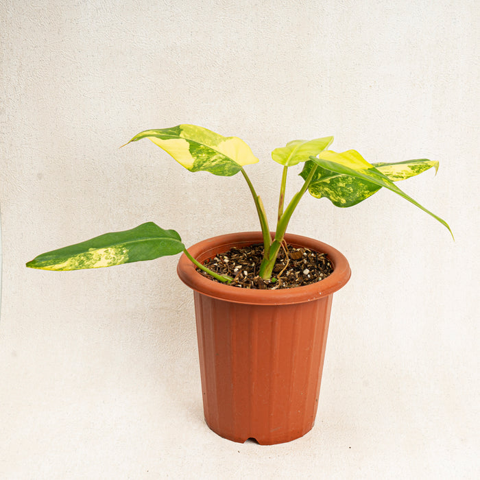 Philodendron Domesticum Variegated